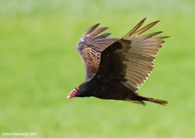 TurkeyVulture14c5598.jpg