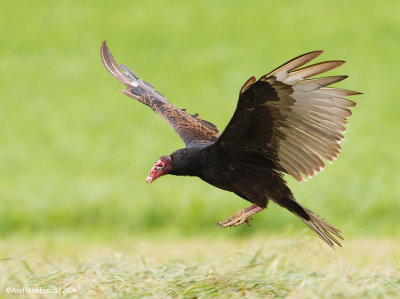 TurkeyVulture16c5578.jpg