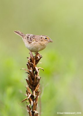 GrasshopperSparrow04c5241.jpg