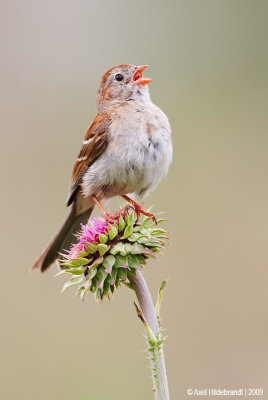 FieldSparrow07c5093.jpg