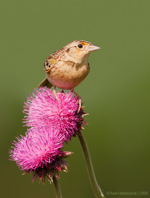 GrasshopperSparrow08c6046.jpg
