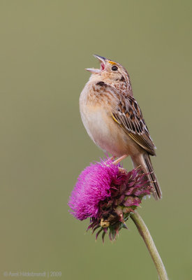 GrasshopperSparrow13c6453.jpg