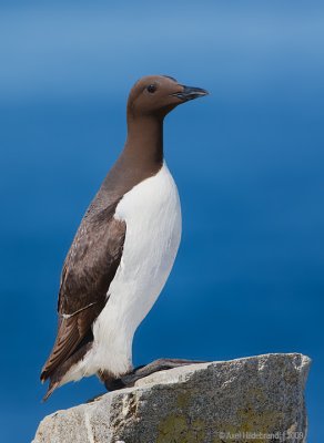 CommonMurre03c8723.jpg