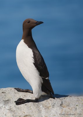 CommonMurre05c8584.jpg