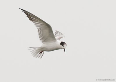 RoseateTern01c0317.jpg