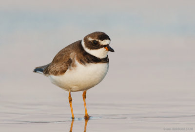 SemipalmatedPlover12c1203.jpg