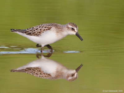 SemipalmatedSandpiper10c2110.jpg