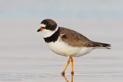 Semipalmated Plover