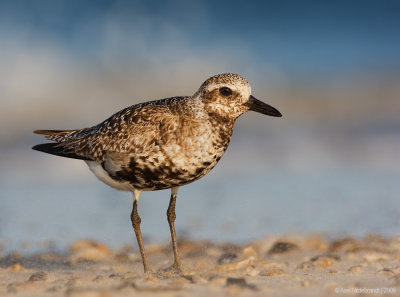 Black-bellied Plover