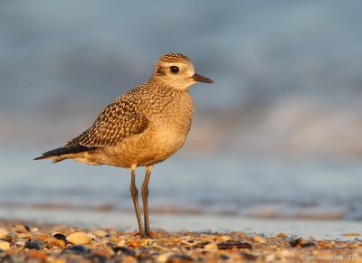 AmericanGolden-Plover01c2904.jpg