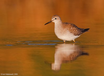 Lesser Yellowlegs