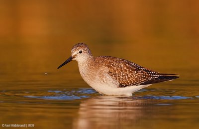 LesserYellowlegs06c6312.jpg