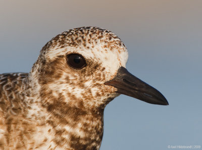 Black-belliedPlover20c3296.jpg