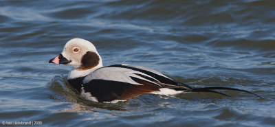 Long-tailedDuck12c3065.jpg