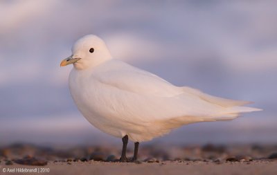 IvoryGull03c4164.jpg