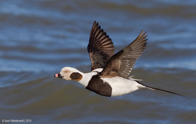 Long-tailedDuck45c0530.jpg