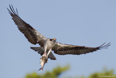 Osprey40c9047.jpg