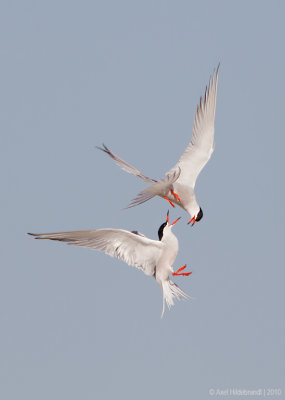 CommonTern62c7190.jpg