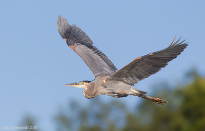 GreatBlueHeron66c7620.jpg