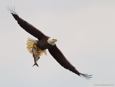 BaldEagle49c0629.jpg