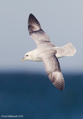 Northern Fulmar