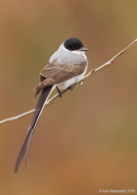 Fork-tailedFlycatcher02c4824.jpg