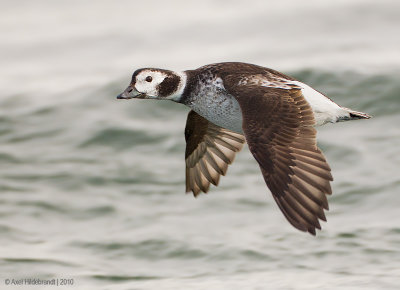 Long-tailedDuck50c6467.jpg