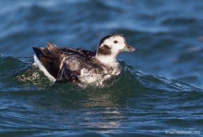 Long-tailedDuck51c6766.jpg