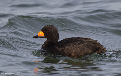 BlackScoter13c7640_1.jpg