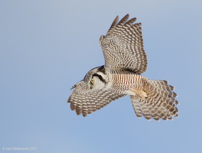 NorthernHawkOwl08c8789.jpg