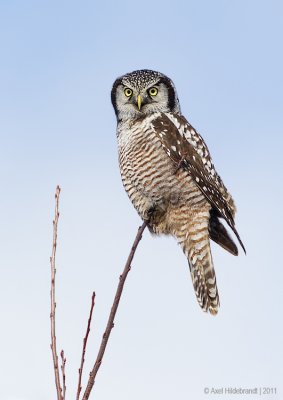 NorthernHawkOwl11c9061.jpg