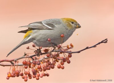 PineGrosbeak32c0149.jpg