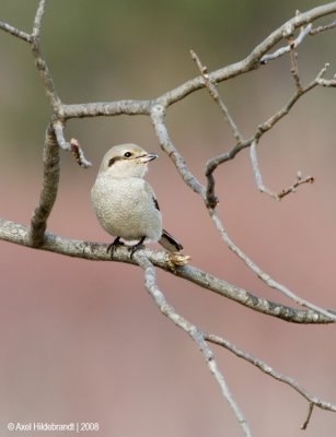 NorthernShrike01c0233.jpg