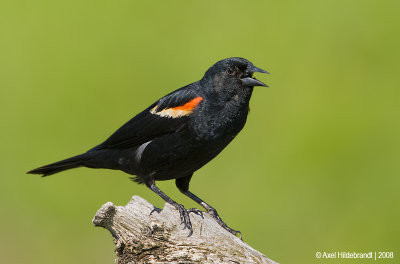 Red-wingedBlackbird55c2176_1.jpg