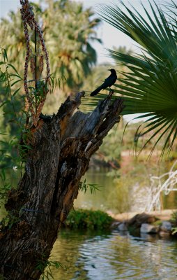 blackbird PHX ZOO.jpg