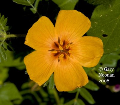 arizona poppy flower 08232008_MG_7884 copy.jpg