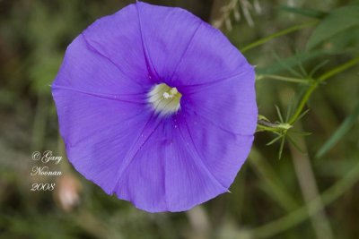 birds nest morning glory _MG_8337 copy.jpg