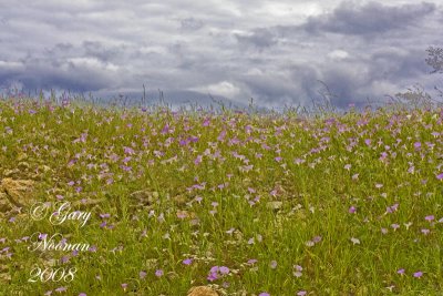 flowers and clouds 082520080678_MG_8938 copy.jpg