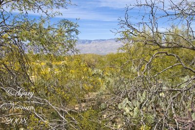 Saguaro National Park