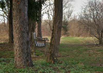 Bench and Trees