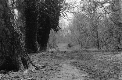 Wooded Path