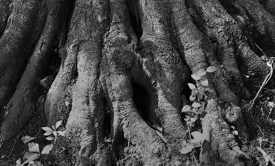Roots Exposed
