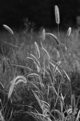 Late Summer Field