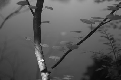 Leaves holding on