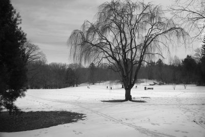 Arboretum winter