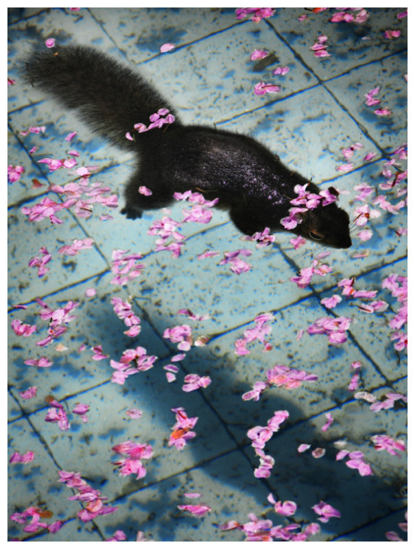 dead squirrel.jpg