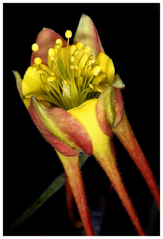 July Flowers