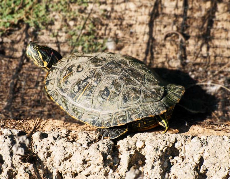 Red Eared Slider Turtle