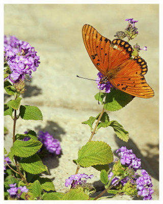 Gulf Fritillary