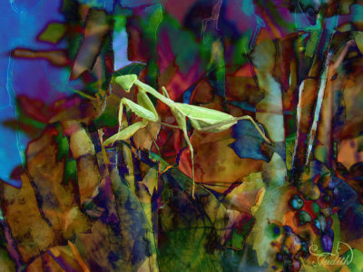 PeelingWood-Mantis.jpg